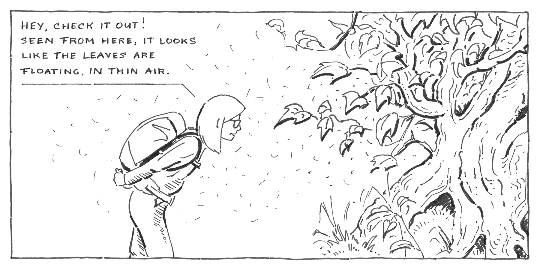 Looking at the leaves of a big tree